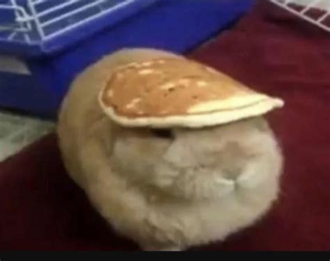 Pancake Bunny Irl Romori