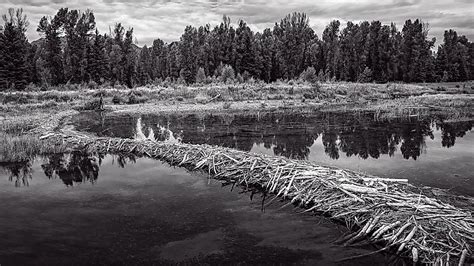 How Do Beavers Build Dams