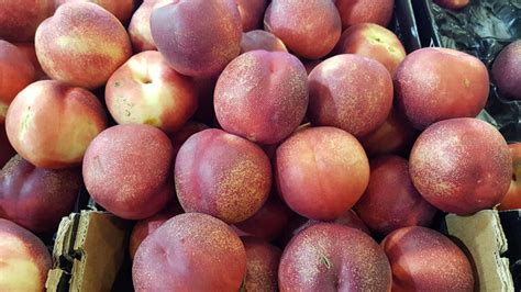 56 Nectarine Varieties An Overview With Pictures House Grail