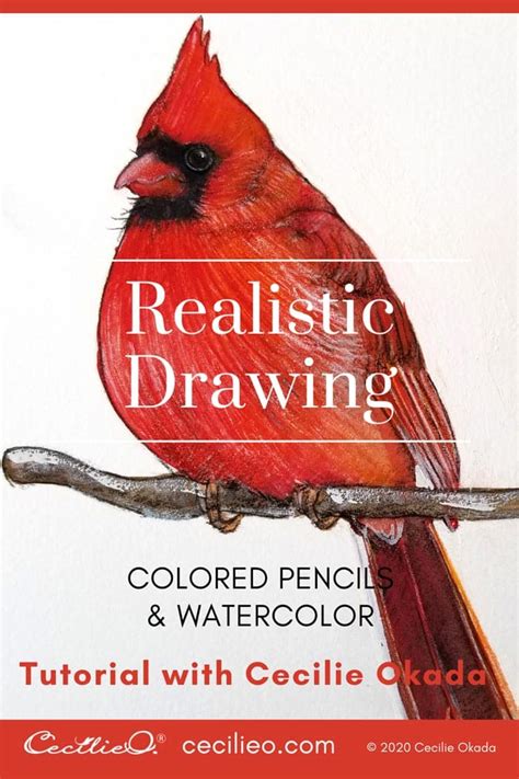 Drawing with Colored Pencils: Realistic Cardinal Tutorial