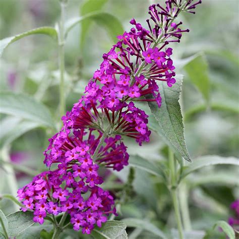 Zwerg Sommerflieder Buzz Pink Purple Annas Garten