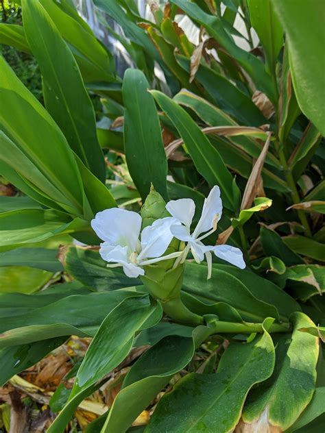 White Fragrant Butterfly Ginger Lily Rhizome Plant Hedychium Etsy