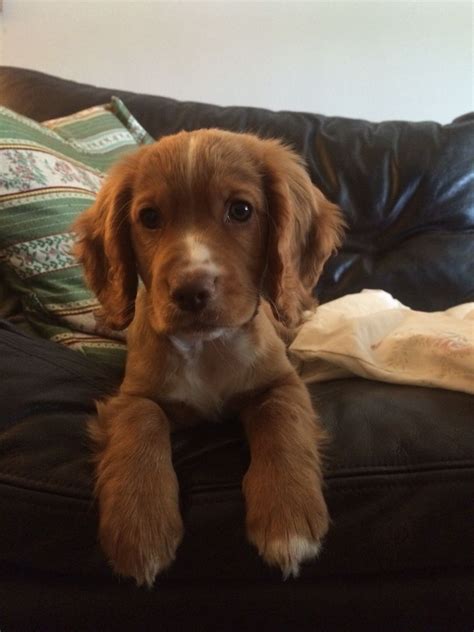 Doglost Appeal Can You Help Find Isla Harper And Rossi Artofit