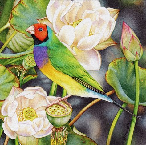 Gouldian Finch And Lotus Painting In Watercolour Heidi Willis