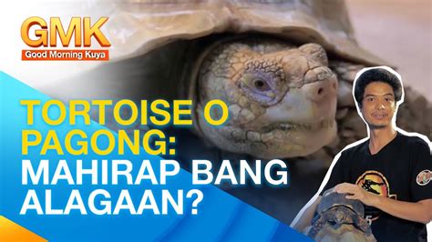 Mga Dapat Malaman Sa Pag Aalaga Ng Pagong O Tortoise Pet Talk YouTube