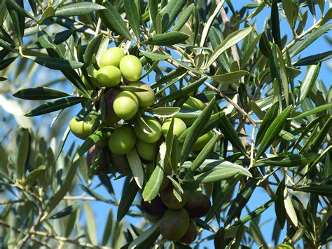 Fotos gratis árbol rama Fruta flor comida verde Mediterráneo