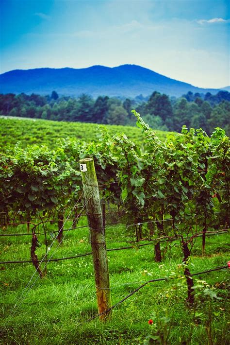 Wineries Yadkin Valley Nc