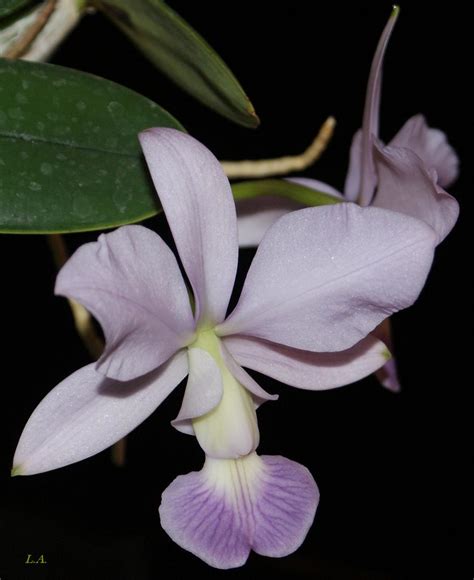 Cattleya Walkeriana Var Coerulea Blue Moon Lolita Afanasjeva Flickr