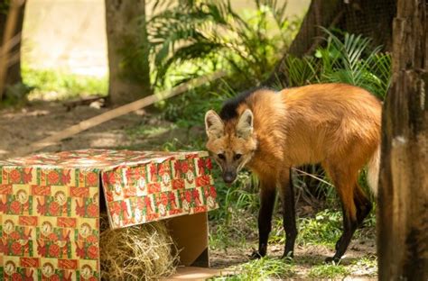 Bioparque Tem Programa O Especial Na V Spera De Natal