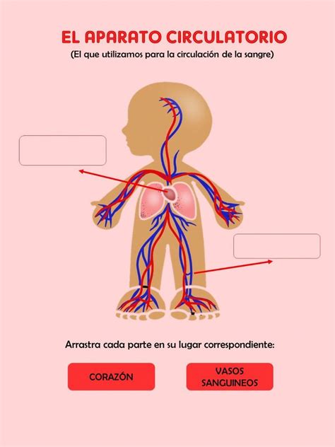 Ejercicio De El Aparato Circulatorio Aparato Circulatorio Ciencias