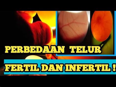 CARA MAHIR MEMBEDAKAN TELUR FERTIL DAN INFERTIL YouTube