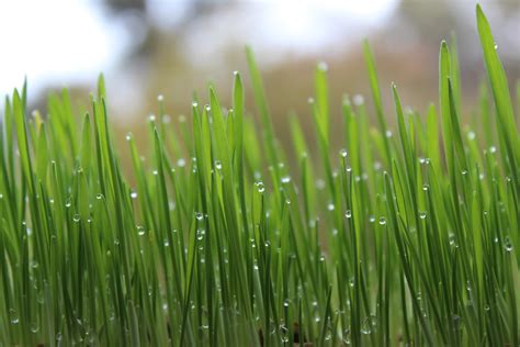 Fotos gratis césped rama Rocío hoja verde flora Plantas cesped