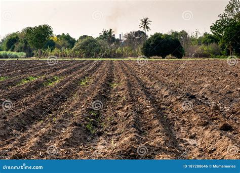 Sugarcane Seedling Planting On Soil In Plantation Stock Photo Image