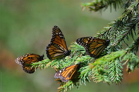 Monarch Butterflies Among Pine Tree Branches By Stocksy Contributor Alice Nerr Stocksy