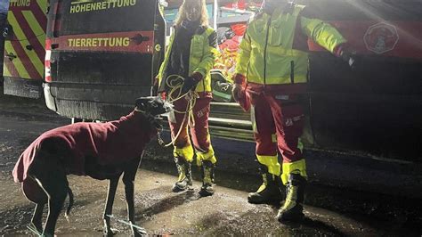 Mülheims Auberg Dramatische Suche nach Hund Marques