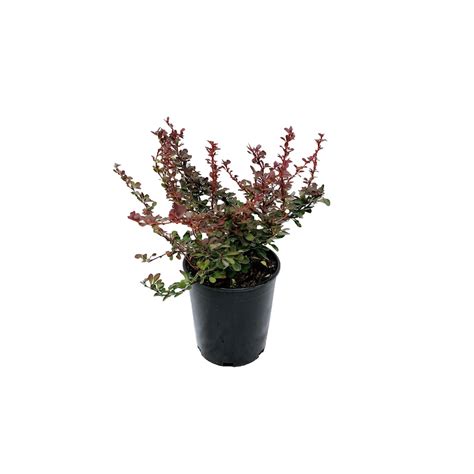 Landscape Basics Royal Burgundy Barberry 1g Shrub The Home Depot Canada