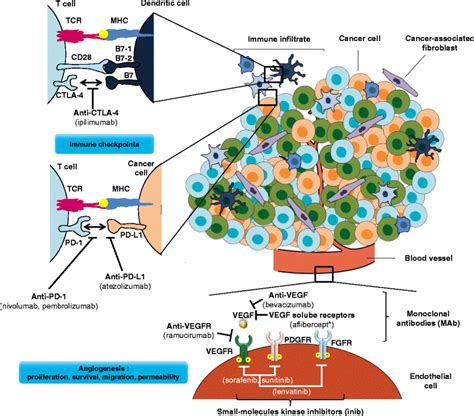 Targeting The Tumor Microenvironment For Cancer Therapy Multiple