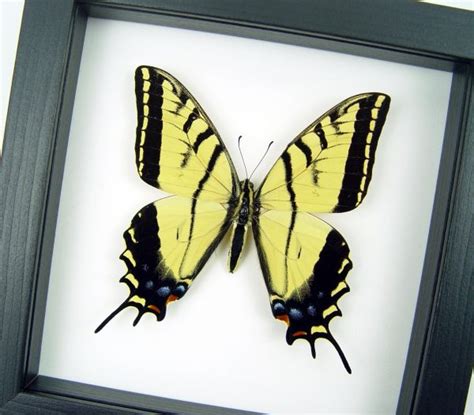 Real Framed Taxidermy Papilio Multicaudata Pusillus Male