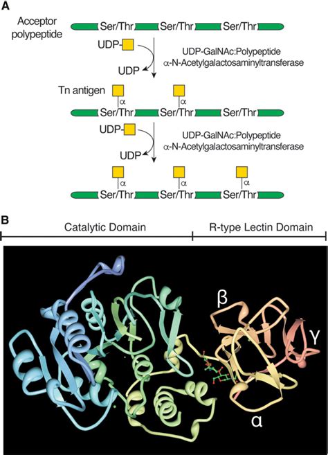 Figure 31 5 [structure And Function Of Udp Galnac Polypeptide ] Essentials Of Glycobiology