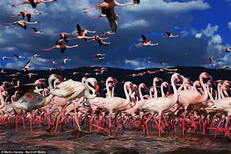 Instagram Flamingos Photographers Two Weeks Of Patient Creeping