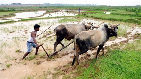 Agricultural Output Rose Five Fold In 60 Years But Farming Sector Is In