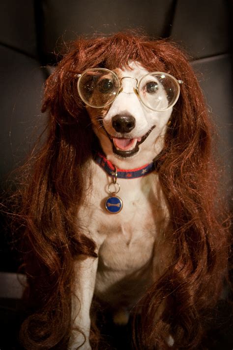 50 Hilarious Dogs In Wigs