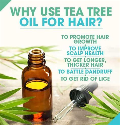 Tea Tree Oil Head Lice Treatment Recipe | Bryont Blog