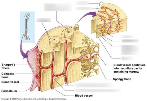 microscopic anatomy of compact bone Diagram | Quizlet