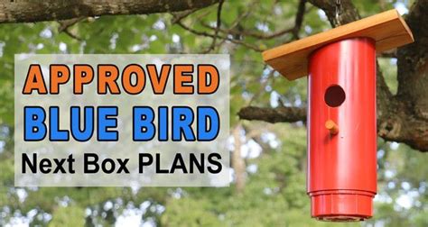 Blue Bird Nest Box Plans (Approved PVC Birdhouse Design) – DIY Projects ...