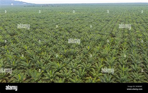 Aerial View Directly Above A Palm Oil Plantation In Malaysia