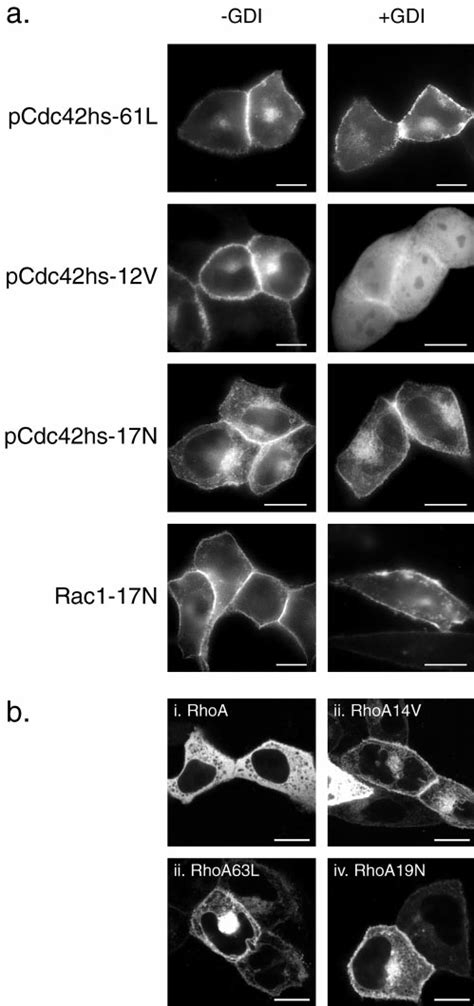 Dominant Negative And Some Dominant Active Mutants Of Rho Proteins Do