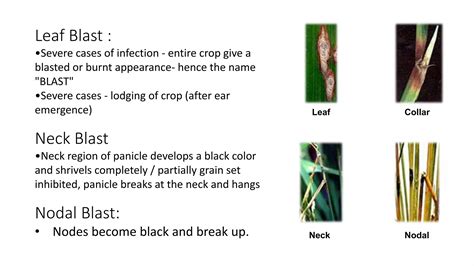 Diseases of rice | PPT