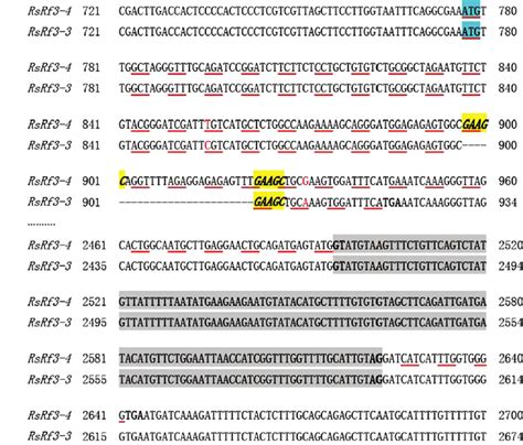 Dna Sequence Alignment Of Part Of Rsrf And Rsrf Alleles With