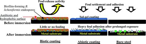 Anticorrosion Antifouling Properties Of Bacterial Spore Loaded Solgel