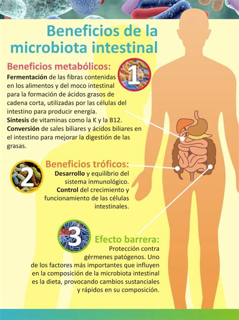 Alimentos Que Favorecen La Microbiota INAN