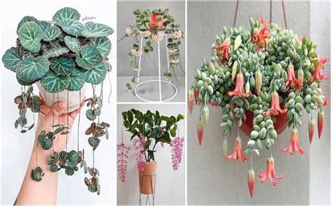 Dangling Plants That Will Blow Your Mind Crafty Daily