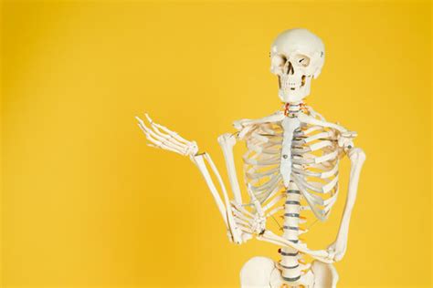 Real Full Human Skeleton