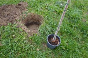 Plantar Morera Cuidados Necesidades Y Reproducción La Huertina De Toni