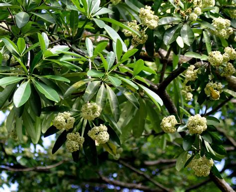 Alstonia Angustiloba - Mangalore Taxi