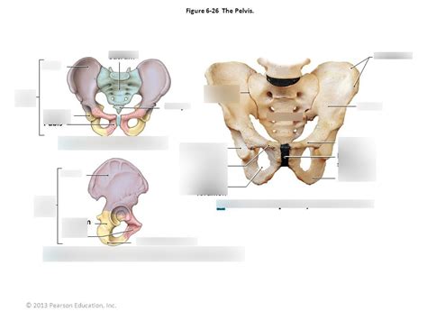 The Pelvis Diagram Quizlet