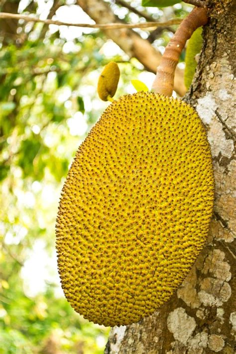 Jackfruit Op Boom Stock Foto Image Of Blad Inheems 42871798