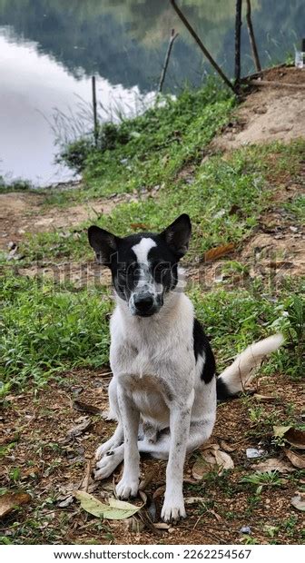 White Dogs Have Black Spots On Stock Photo 2262254567 | Shutterstock