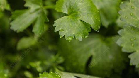 Fondo Agua Flores Y Árboles Plantas Gotas Lluvia Hermosa Para Power Point Y Diapositivas