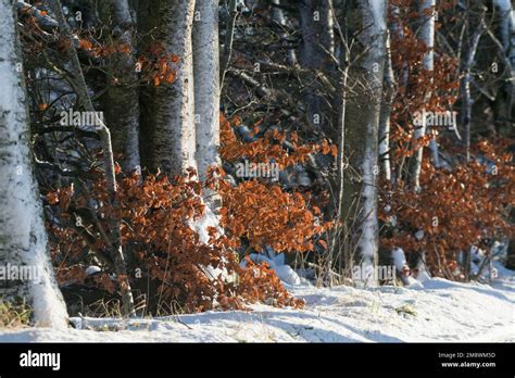 A Line Of Beech Trees Fagus Sylvatica In Winter With Snow Covered