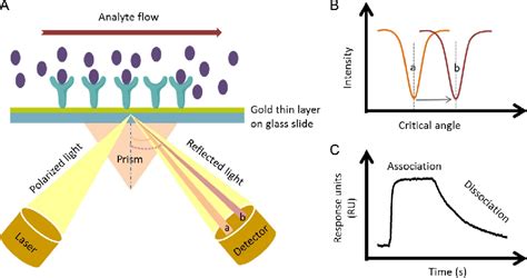 Figure 1 From Surface Plasmon Resonance Analysis Of Seven Transmembrane Receptors Semantic