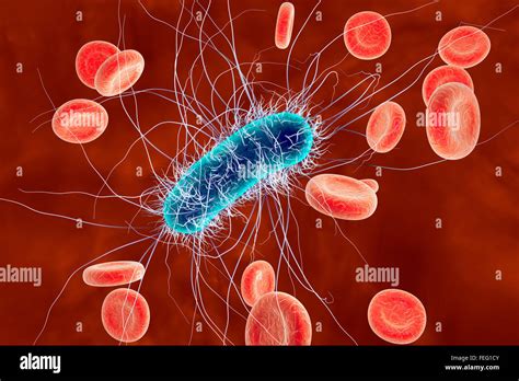 Escherichia Coli Bakterien Im Blut Computer Bild E Coli Ist Ein Gram