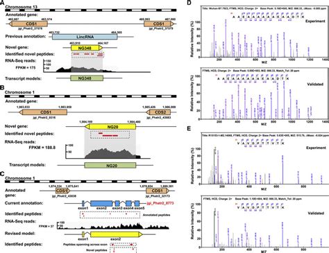 Identification Of Novel Genes And Revised Gene Models A Novel