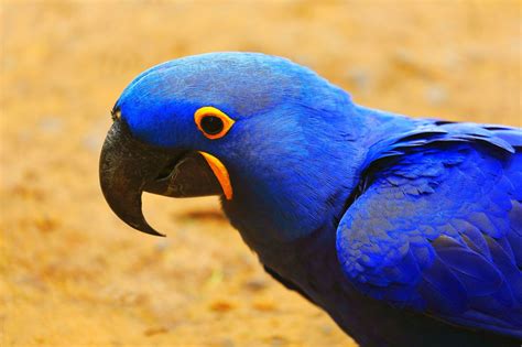 28 Amazing Blue-colored Animals With Insanely Beautiful Pictures - Animal Sake