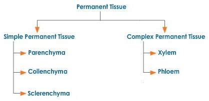 Permanent Tissue W Schools