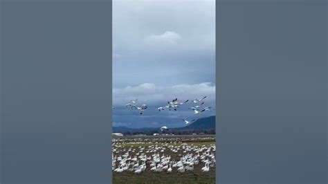 The Beautiful Flight Of Snow Geese In The Skagit Valley Fir Island